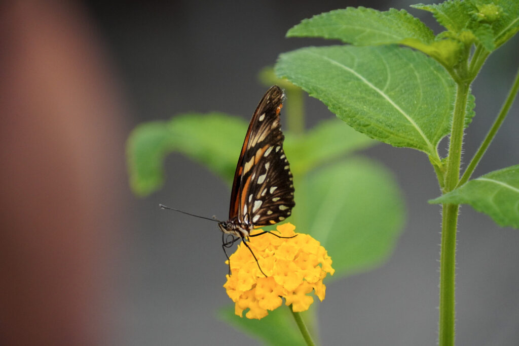 Eifalia Schmetterlingsgarten