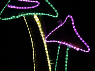 Garden of Lights Garden of Lights