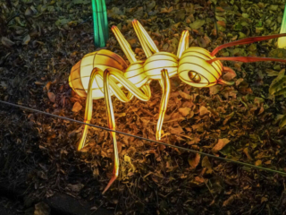 China Lights im K&ouml;lner Zoo