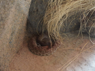 Burgers' Zoo