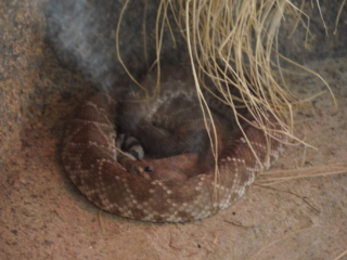 Burgers' Zoo