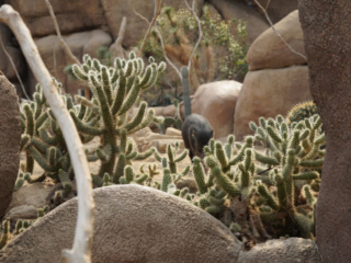 Burgers' Zoo