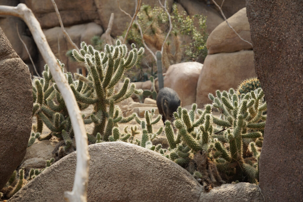 Burgers' Zoo Burgers' Zoo