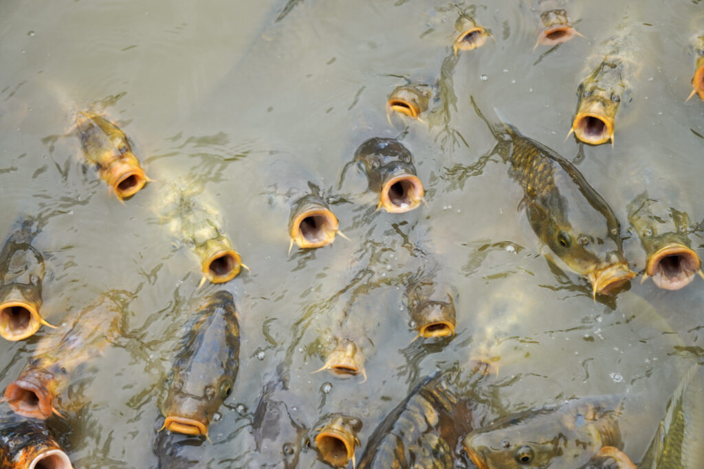 El Mundo Fantasia - Mondo Verde