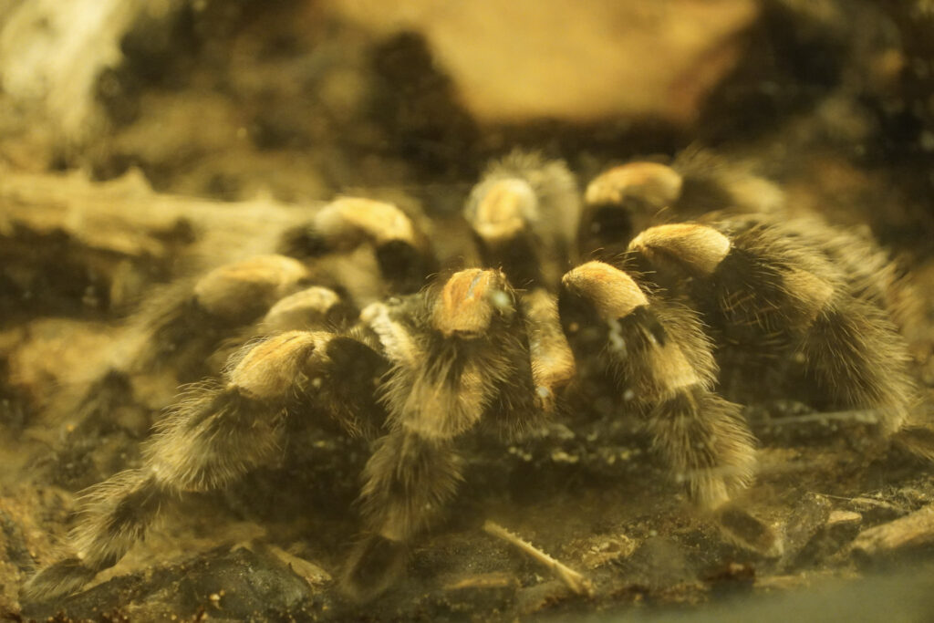 Burgers' Zoo Burgers' Zoo