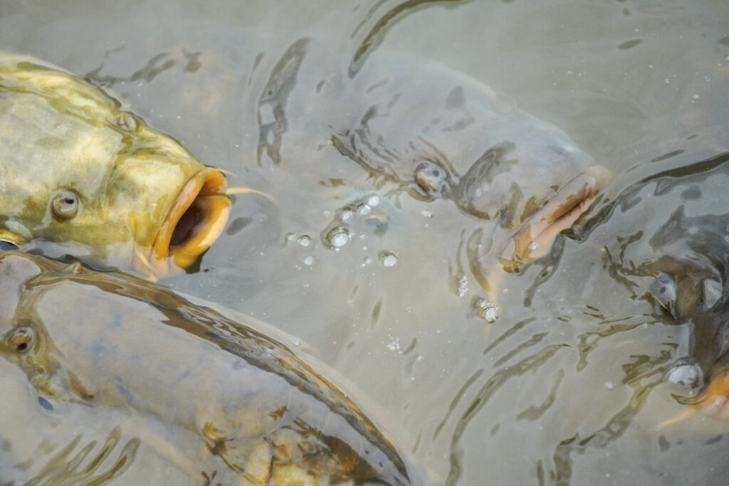 El Mundo Fantasia - Mondo Verde