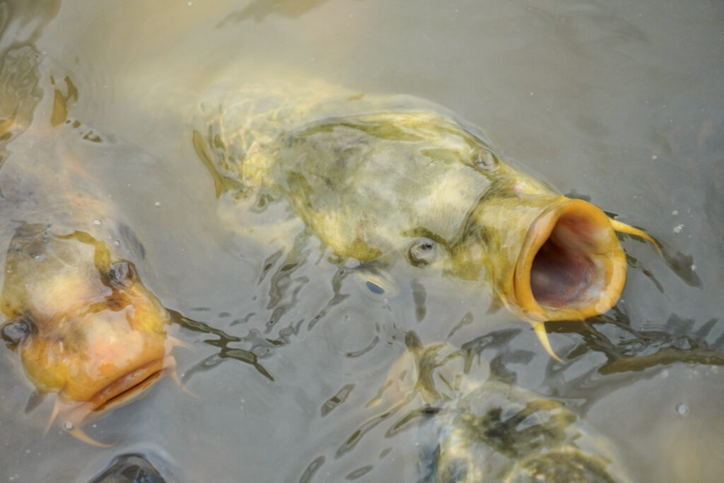 El Mundo Fantasia - Mondo Verde