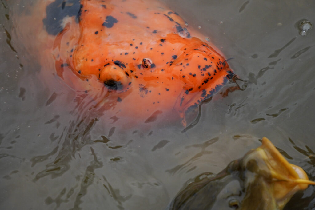 El Mundo Fantasia - Mondo Verde