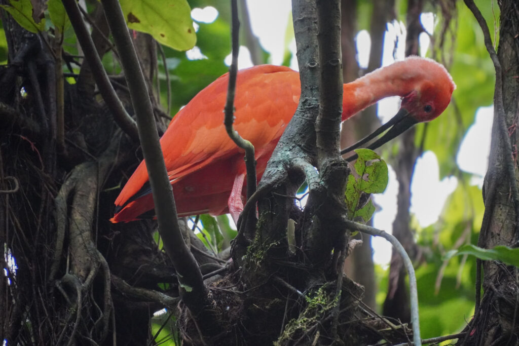 Burgers' Zoo Burgers' Zoo