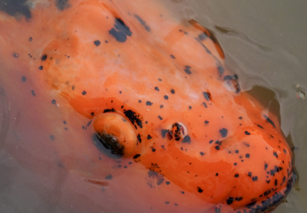 El Mundo Fantasia - Mondo Verde