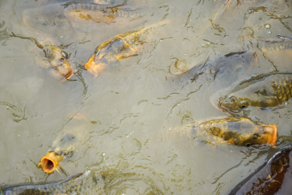 El Mundo Fantasia - Mondo Verde