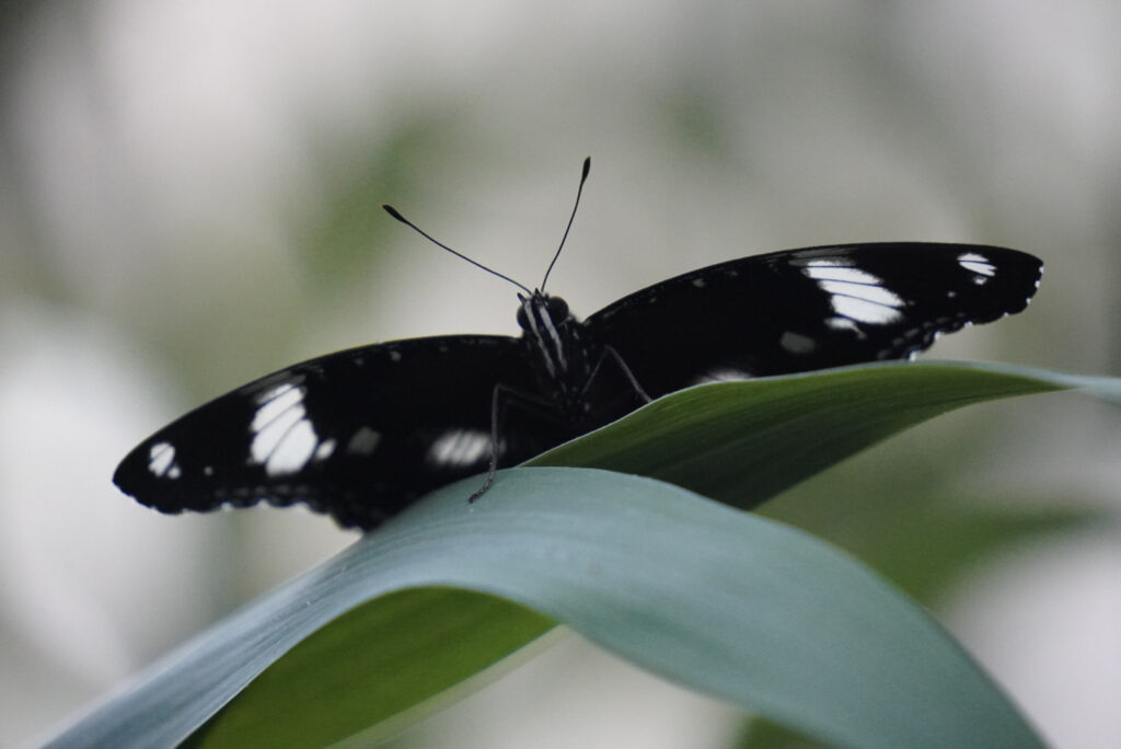 Eifalia Schmetterlingsgarten