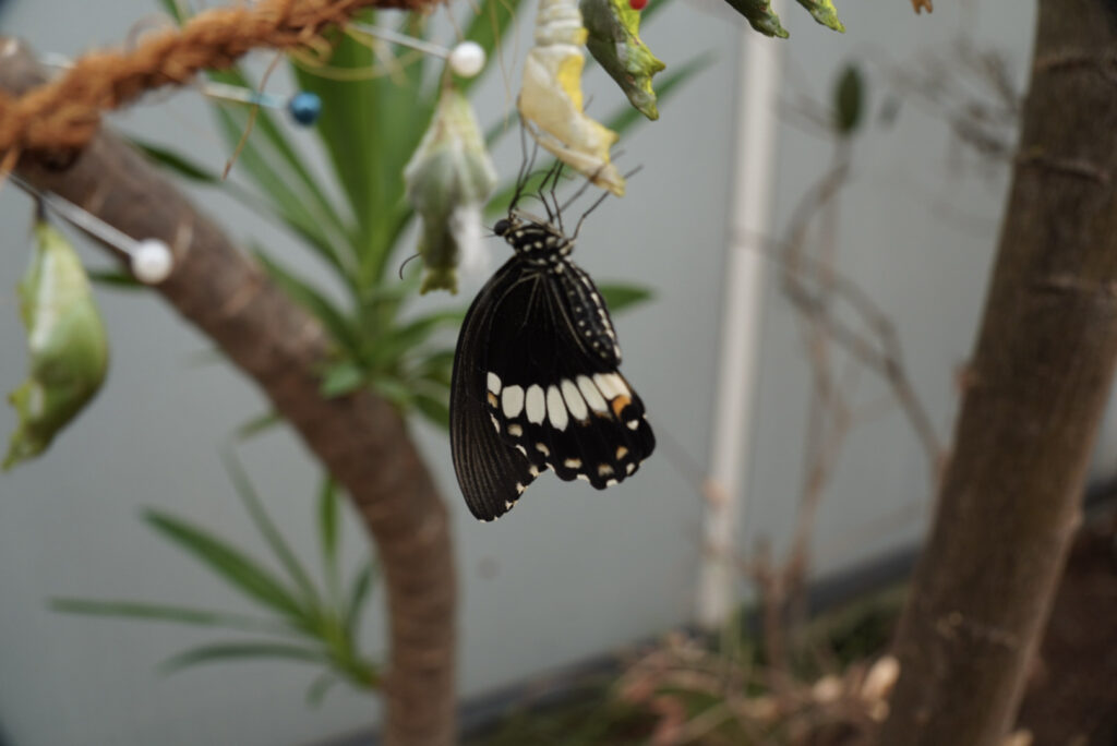 Eifalia Schmetterlingsgarten