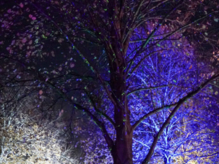 Herbstlichter Brückenkopfpark Jülich Herbstlichter Brückenkopfpark Jülich