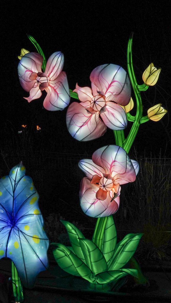 China Lights im K&ouml;lner Zoo