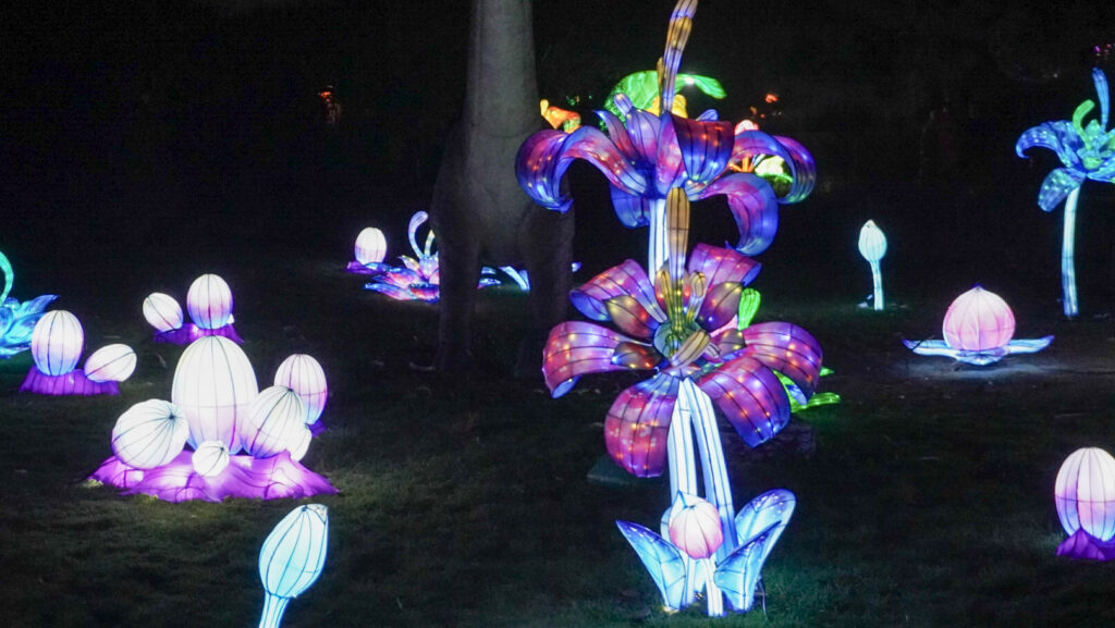 China Lights im K&ouml;lner Zoo