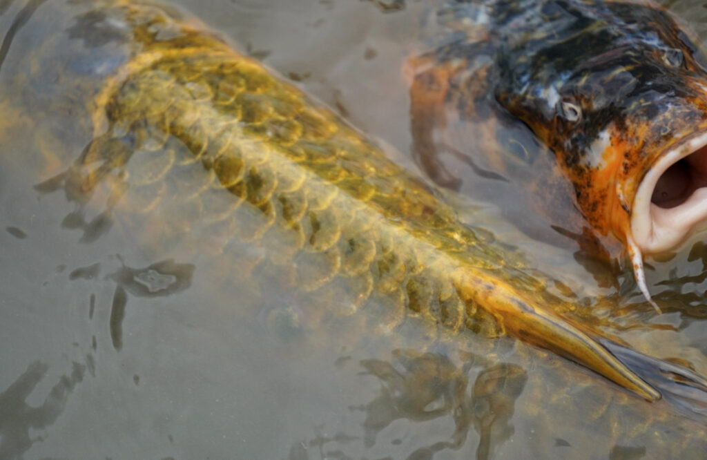 El Mundo Fantasia - Mondo Verde