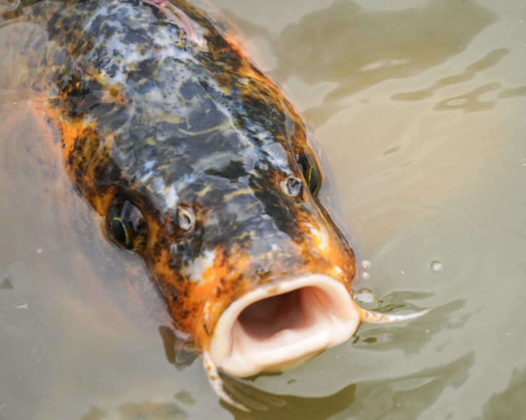 El Mundo Fantasia - Mondo Verde