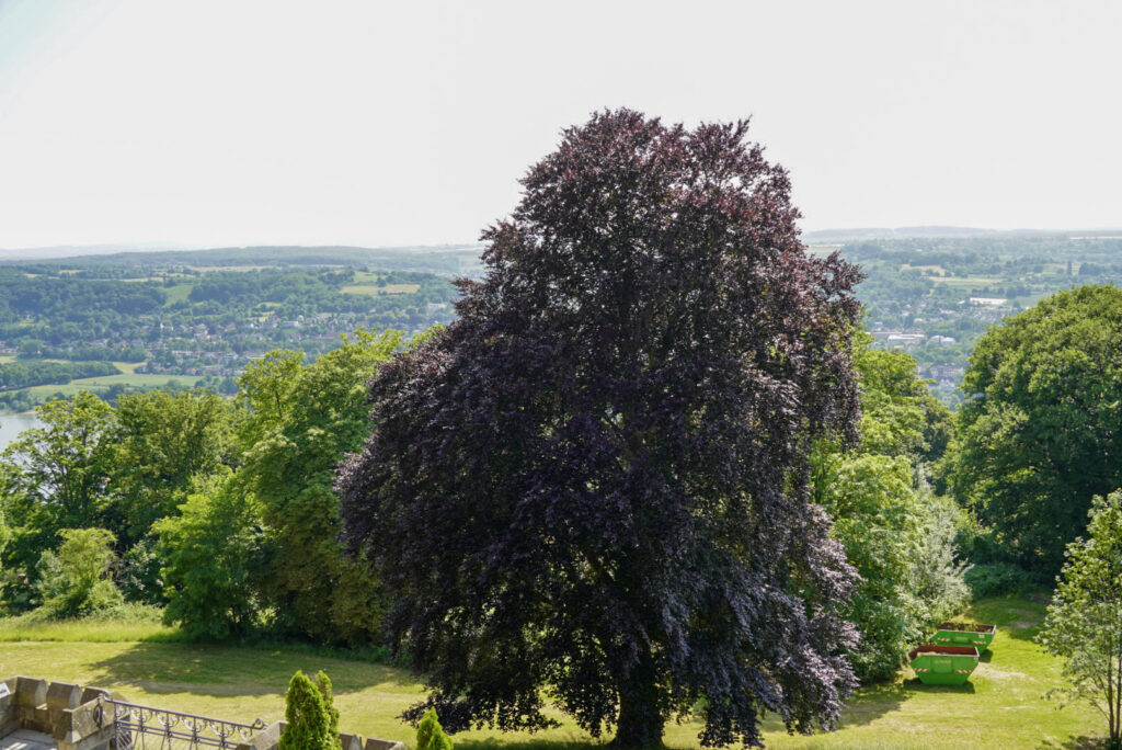 Bootsfahrt und Besuch des Drachenfelsens