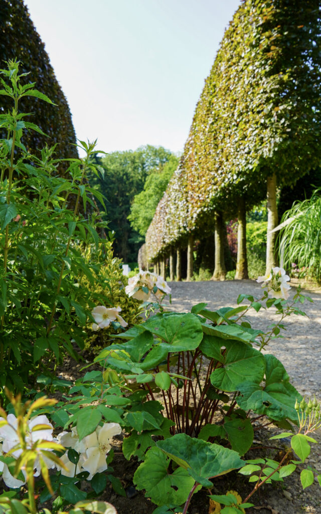 El Mundo Fantasia - Mondo Verde