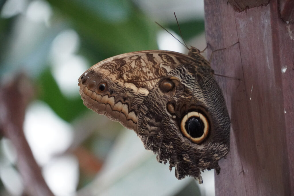 Eifalia Schmetterlingsgarten