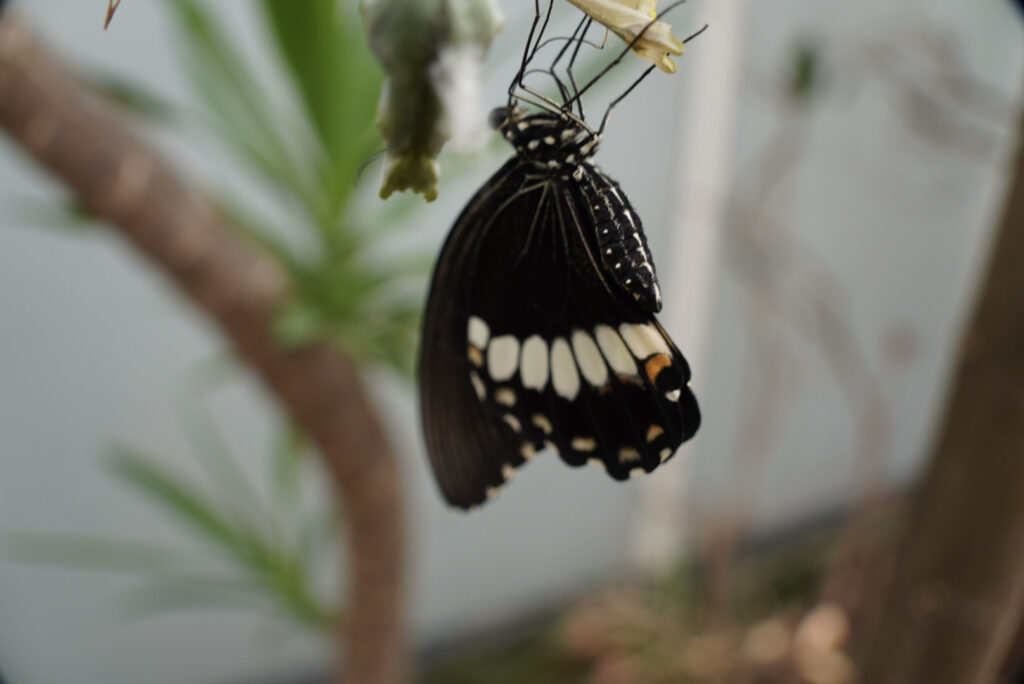 Eifalia Schmetterlingsgarten