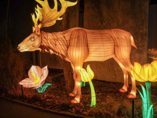 China Lights im K&ouml;lner Zoo