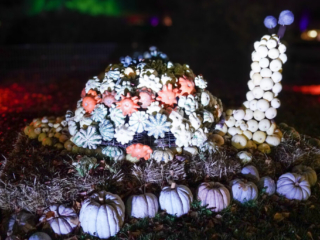 Herbstlichter Brückenkopfpark Jülich Herbstlichter Brückenkopfpark Jülich
