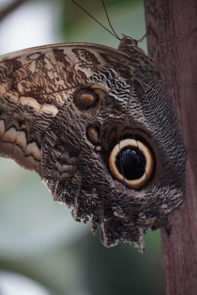 Eifalia Schmetterlingsgarten