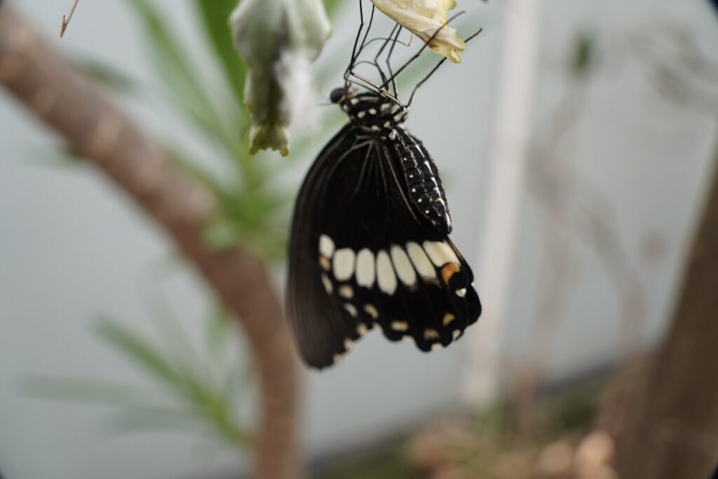 Eifalia Schmetterlingsgarten