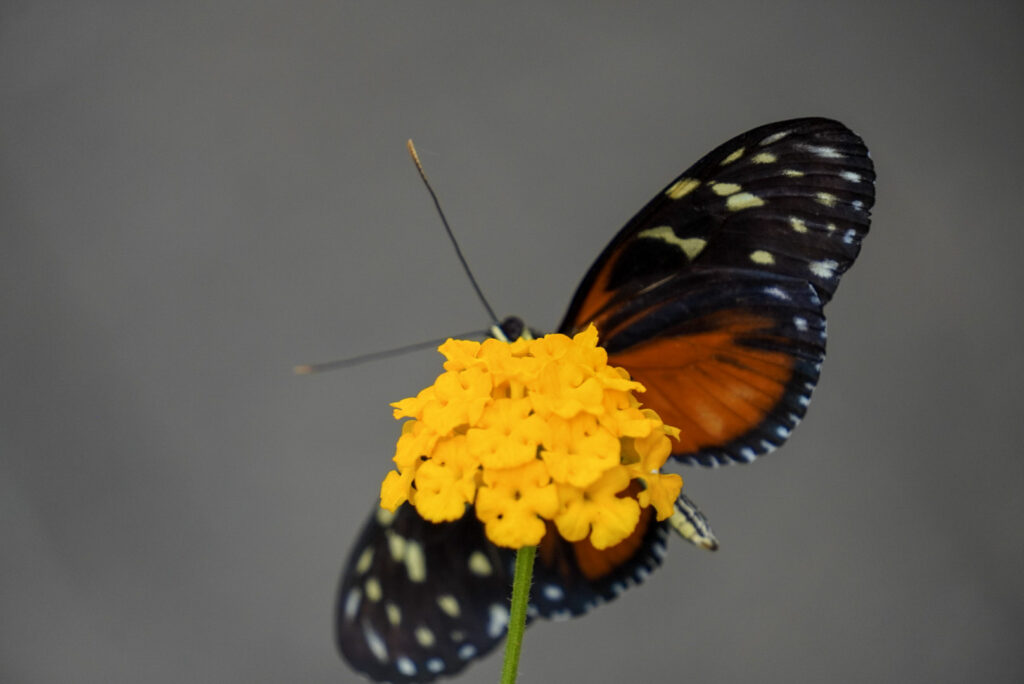 Eifalia Schmetterlingsgarten