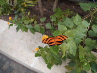 Eifalia Schmetterlingsgarten