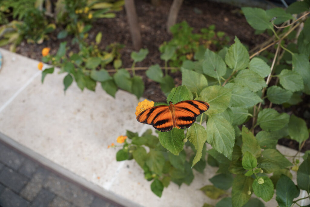 Eifalia Schmetterlingsgarten