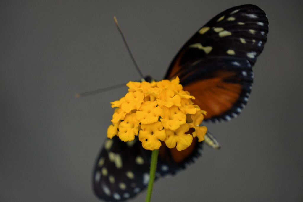 Eifalia Schmetterlingsgarten