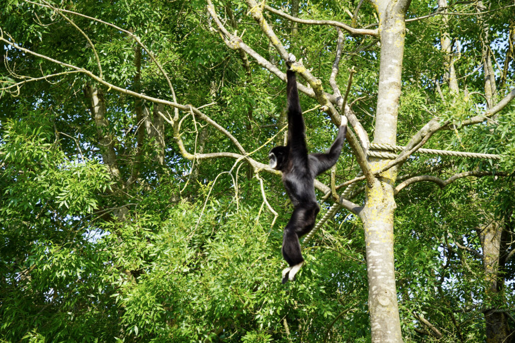 El Mundo Fantasia - Mondo Verde