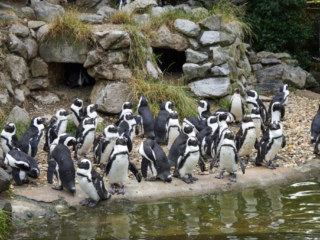Burgers' Zoo