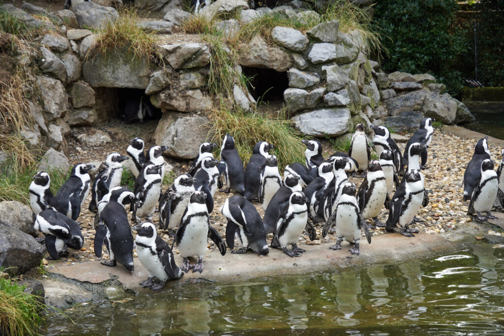 Burgers' Zoo Burgers' Zoo
