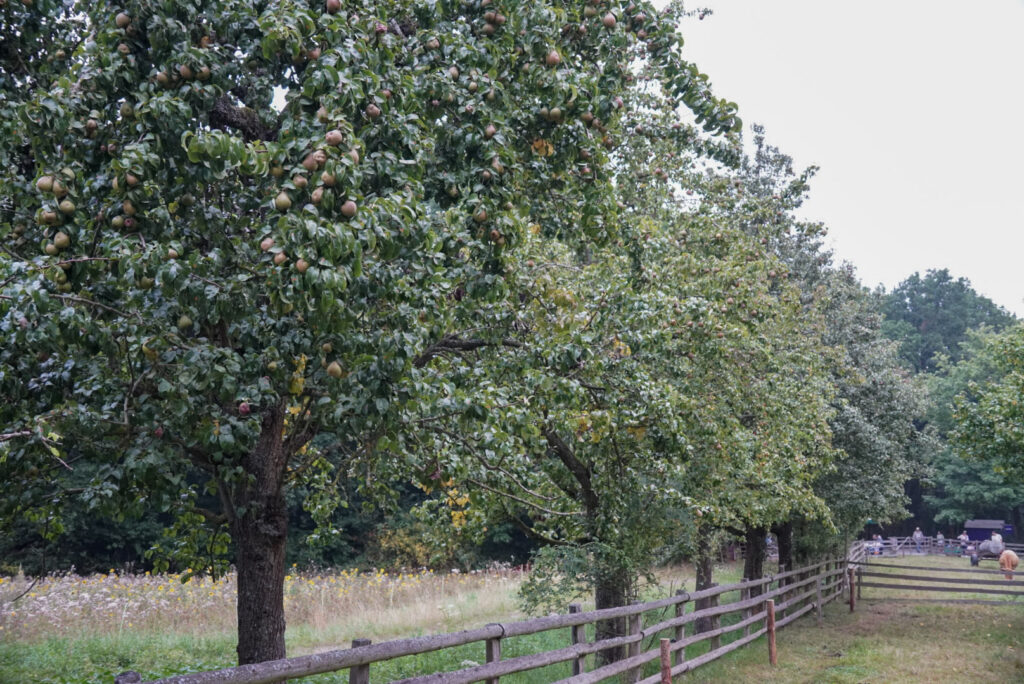 Zeitblende 1975 - Freilichtmuseum Kommern