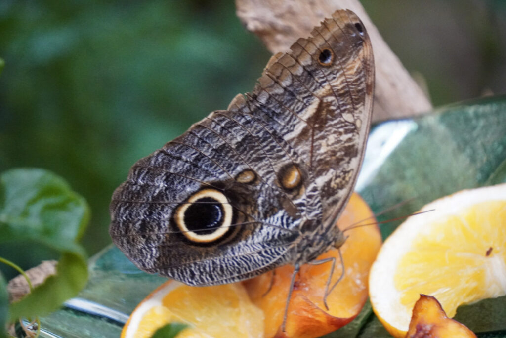 Eifalia Schmetterlingsgarten
