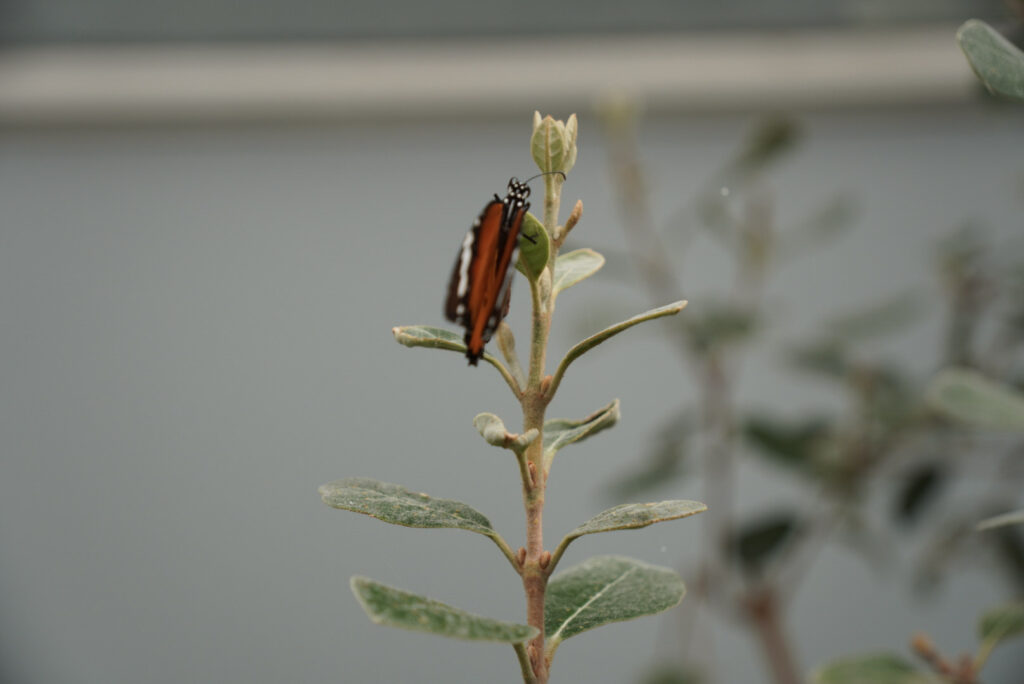 Eifalia Schmetterlingsgarten