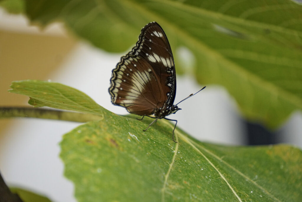 Eifalia Schmetterlingsgarten