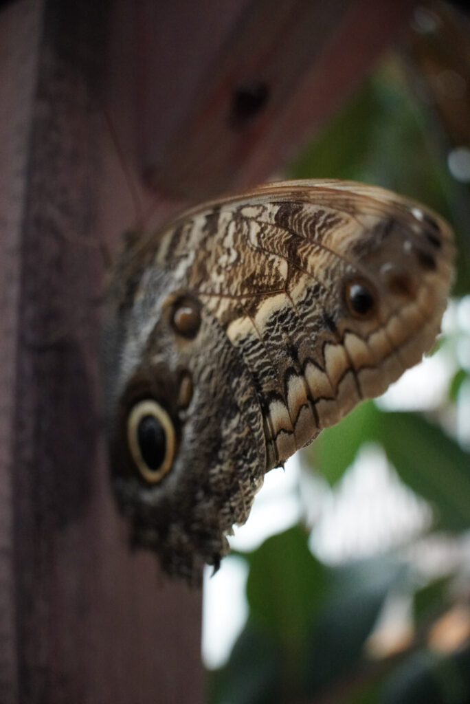 Eifalia Schmetterlingsgarten