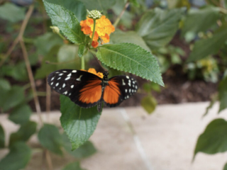 Eifalia Schmetterlingsgarten