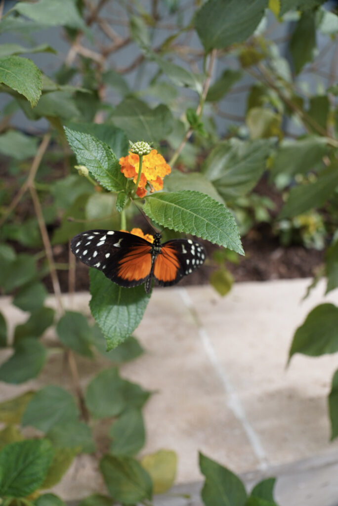 Eifalia Schmetterlingsgarten