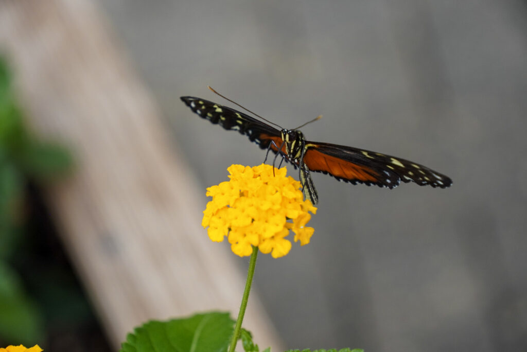 Eifalia Schmetterlingsgarten