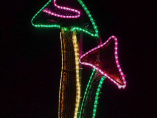 Garden of Lights Garden of Lights