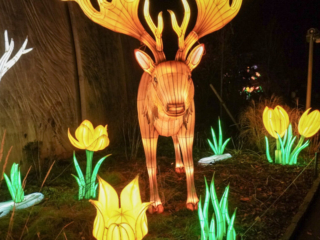 China Lights im K&ouml;lner Zoo