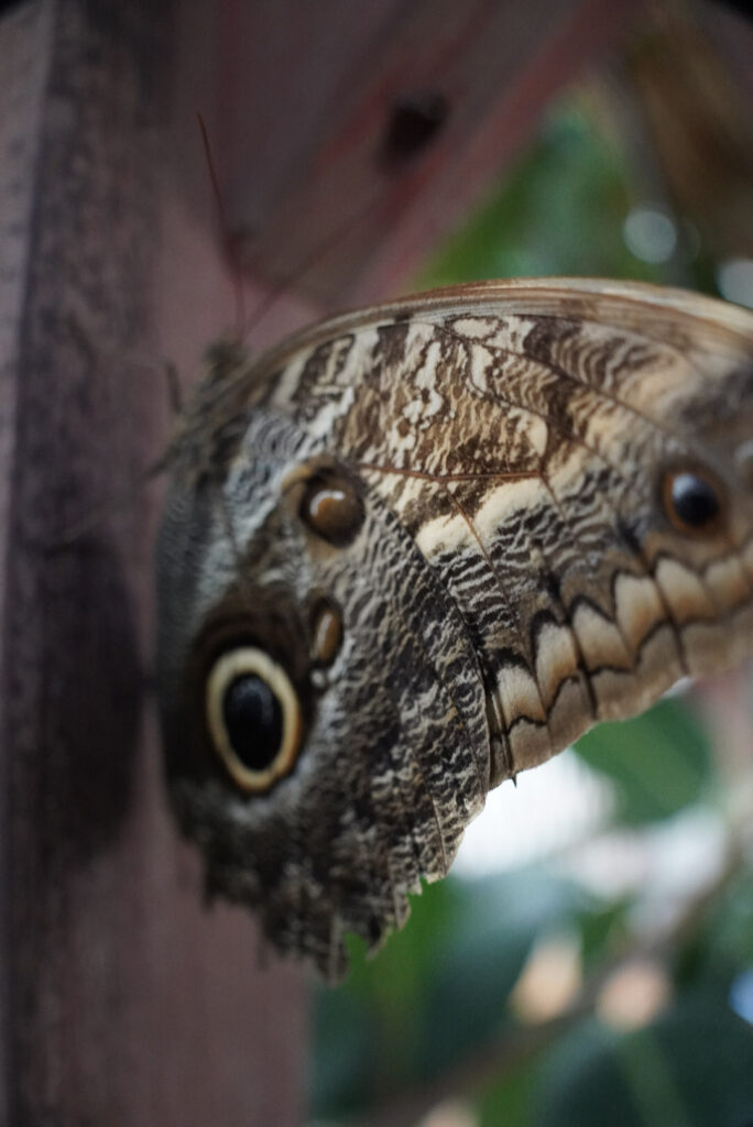 Eifalia Schmetterlingsgarten