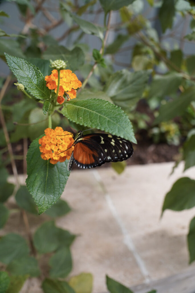 Eifalia Schmetterlingsgarten