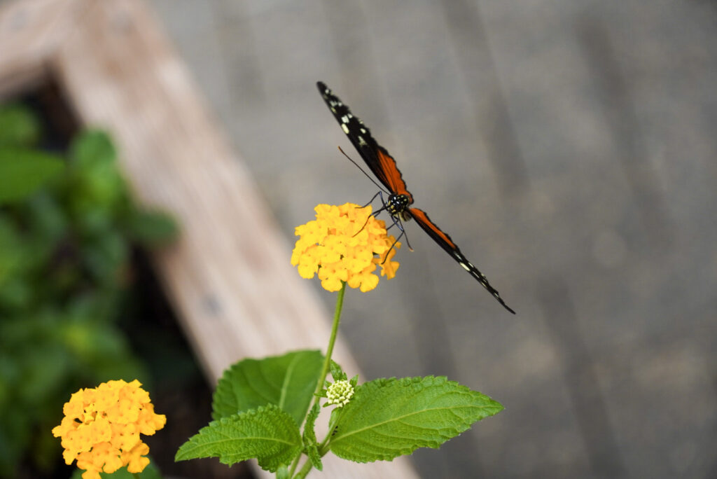 Eifalia Schmetterlingsgarten
